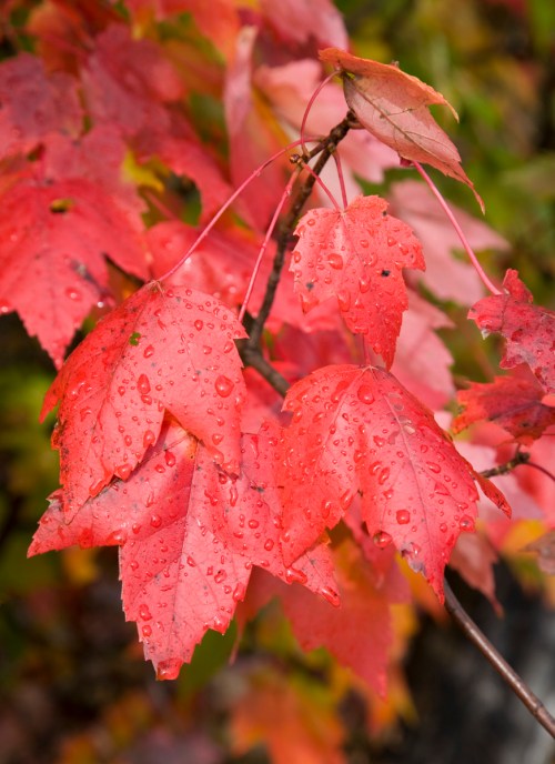 Red Maple Leaves