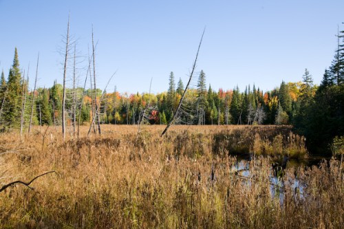 Wetland Fall