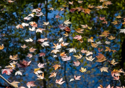 Maple Leaves on Water