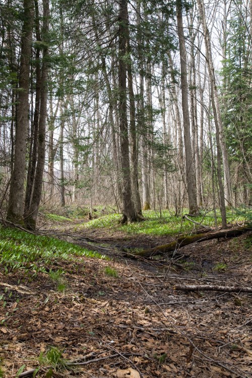 The Trout Lilies Are Growing