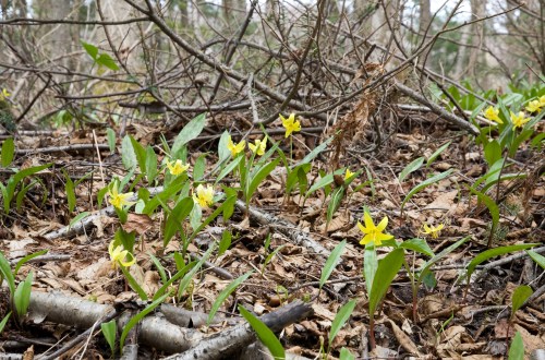 Some Trout Lilies Have Already Bloomed