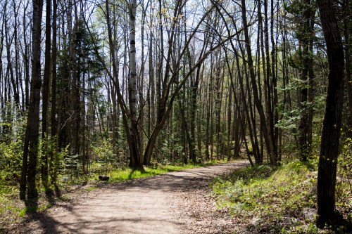 Spring Walk on Cranberry Trail