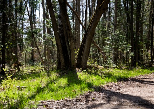 Shadows On The Trail