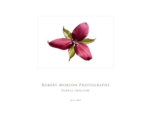 Purple Trillium Poster