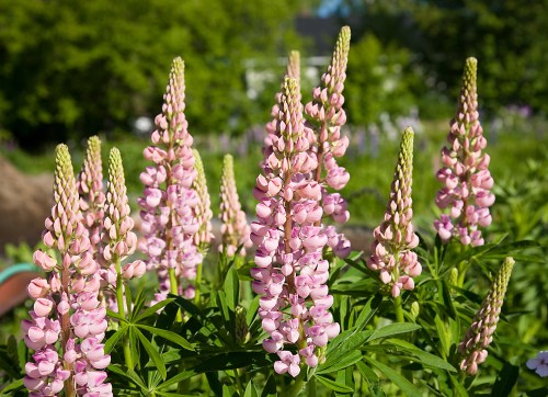 Pink Lupines