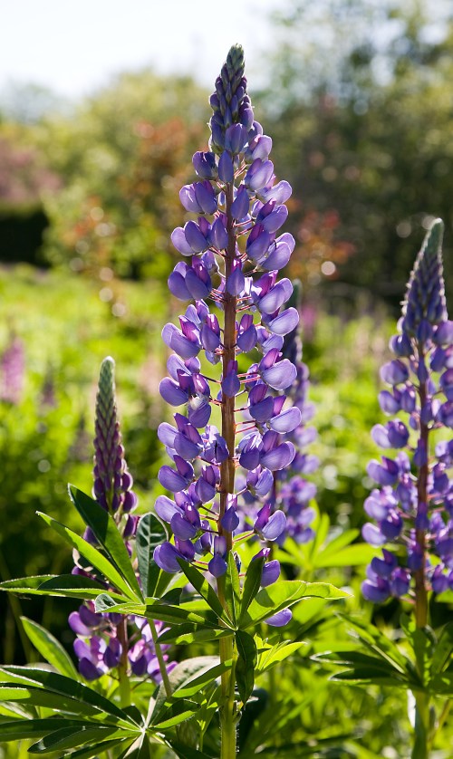 Purple Lupine
