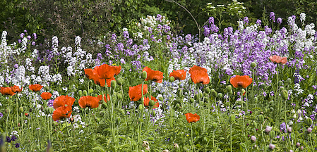 Poppies and Phlox