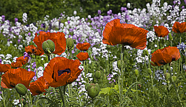 Poppies and More Phlox