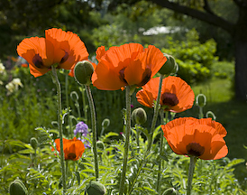 Orange Poppies