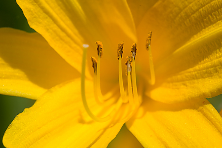 Day Lily