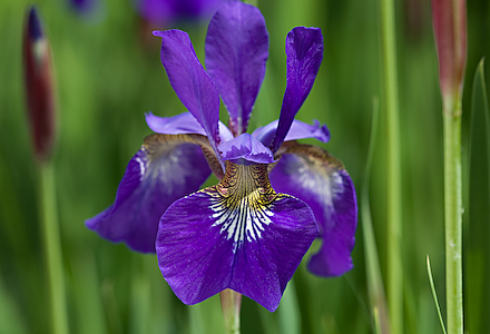 Iris