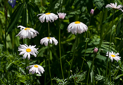 Daisies