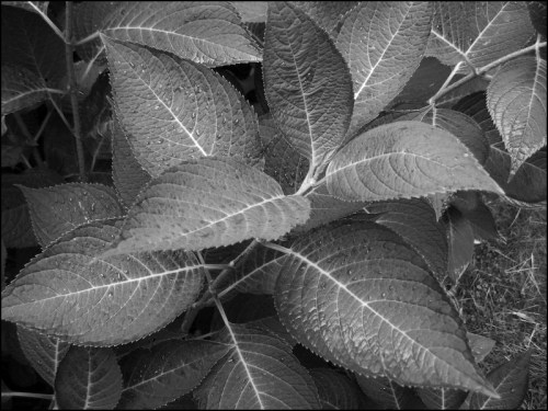 Hydrangea Leaves