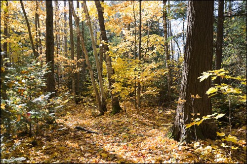 Leaf Carpet