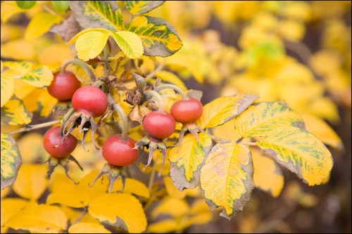 Rose Hips
