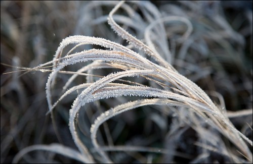 Frosty Grasses
