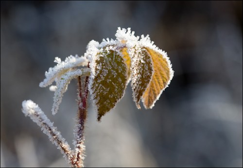 Leaves and Crystals