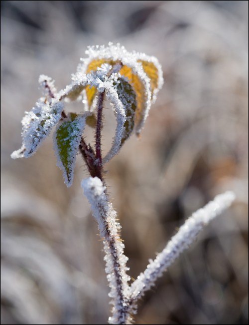 Leafy Frost