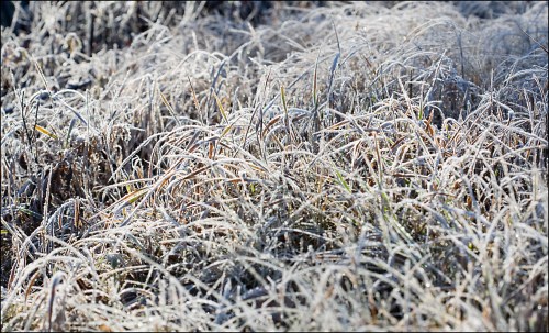 Frost on Grass
