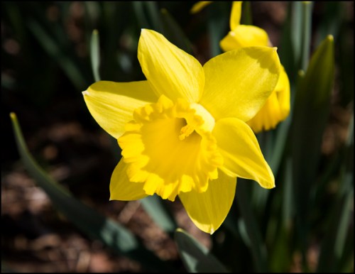 Daffodil