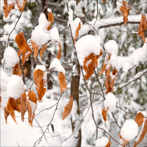 Leaves Snow