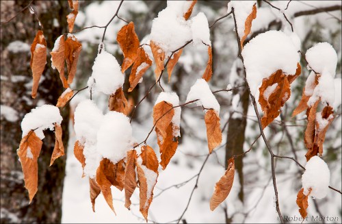 Snow Leaves