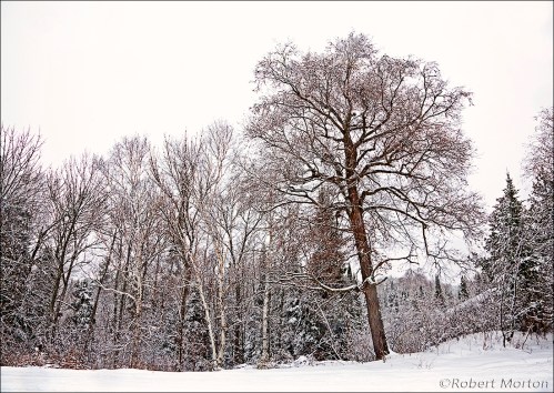 Snow Trees