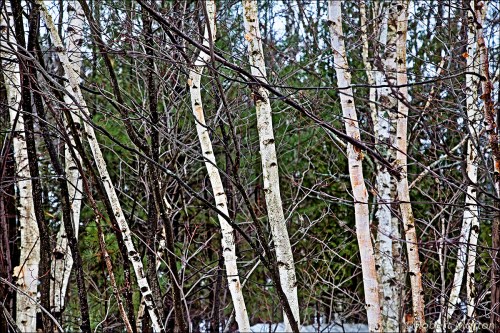 Birches And Branches