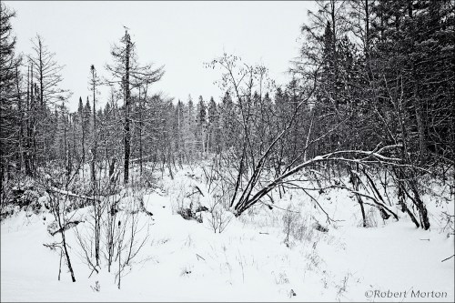 Snowy Swamp BW