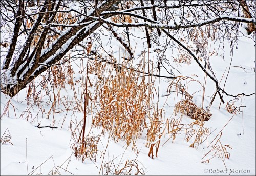 Winter Grasses