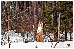 _MG_1219 Treatment 1