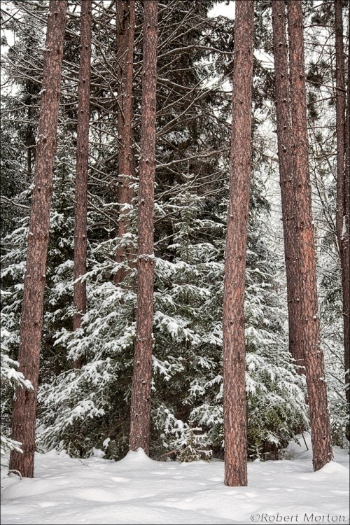 Pines & Snow