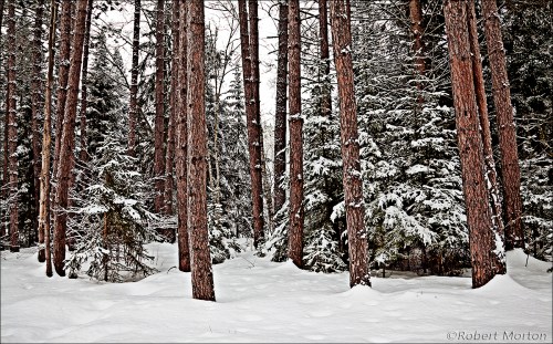 Snowy Morning Pines