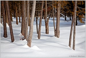 Cedars and Snow