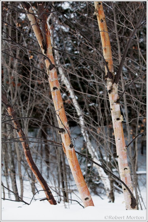 Small Birch