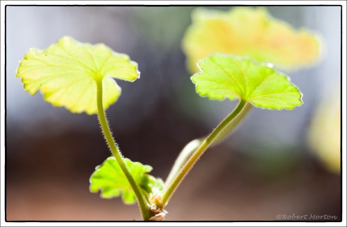 Geranium Leaves