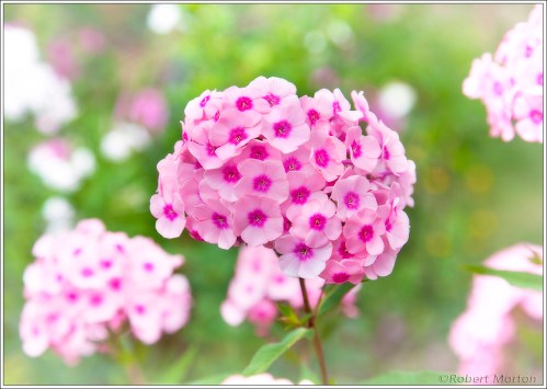 Phlox High Key