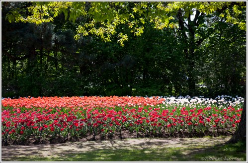 Tulip Bed