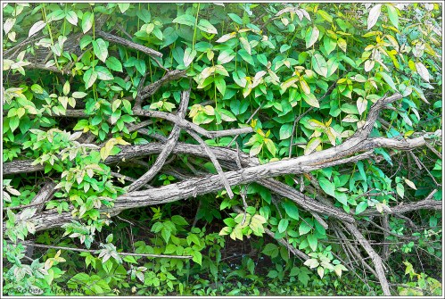 Leaves Branches Line Art