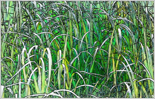 _MG_8189 Galer Line Art