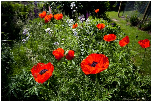 Poppies