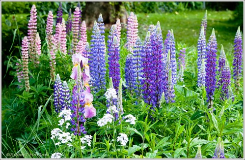 Sweetman's Lupins