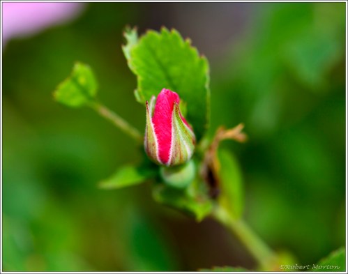 Wild Rose Bud