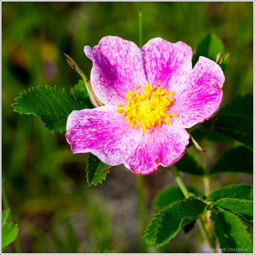 Wild Rose I
