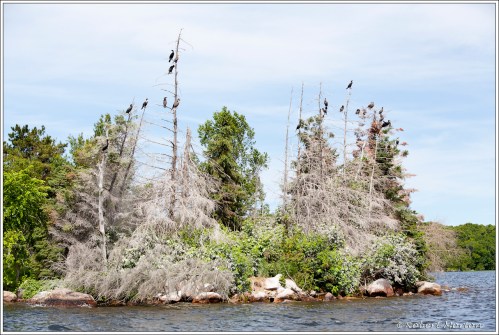 Cormorant Roost III