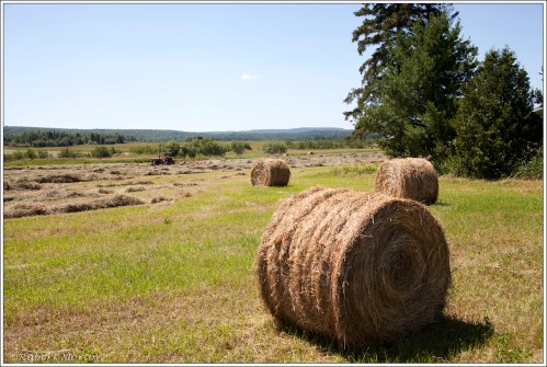 Hay Bales in Chisolm Township