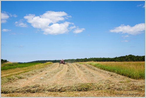 Haying In Chisolm Township