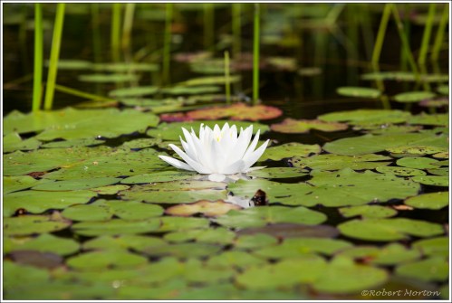 Water Lily