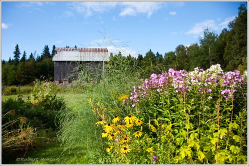 Barn and Flowers