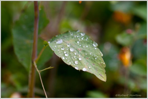 Leaf & Drops